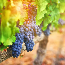 Grapes growing on a vine